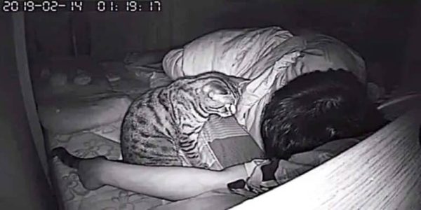 Son chat le fixe toute la nuit, il installe une caméra et découvre enfin la raison