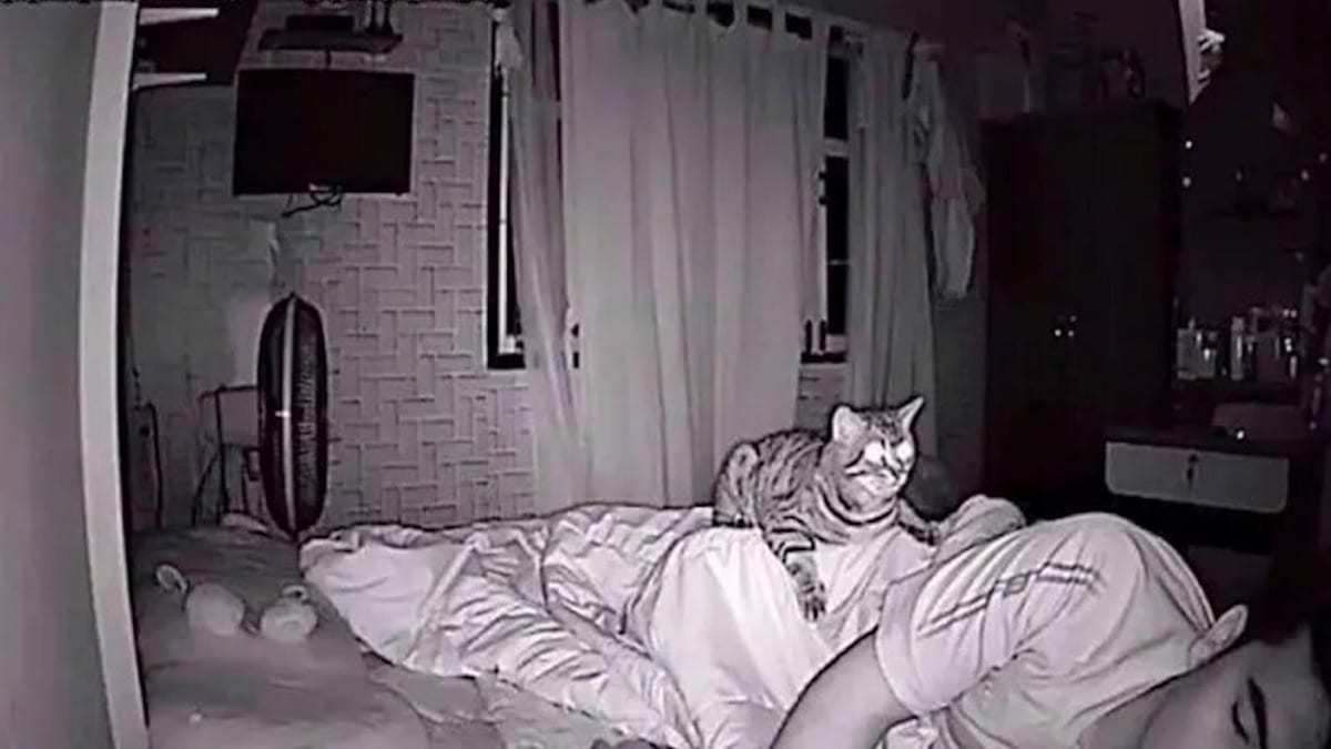 Son chat le fixe toute la nuit, il installe une caméra et découvre enfin la raison