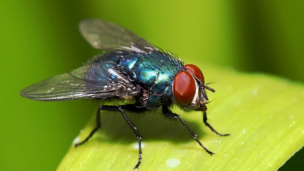 Tout savoir sur l’espérance de vie des insectes, c'est incroyable