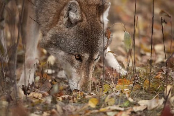 Toutes ces curiosités incroyables à connaître sur les loups