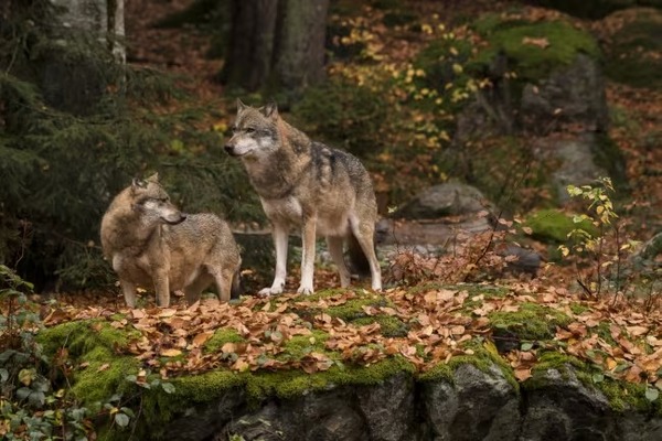 Toutes ces curiosités incroyables à connaître sur les loups