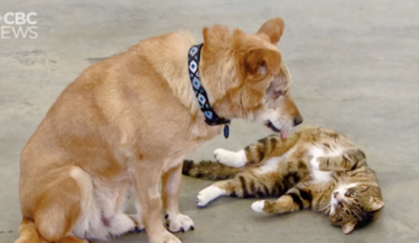 Un chat sert de guide à un chien aveugle, ils ne se quittent jamais