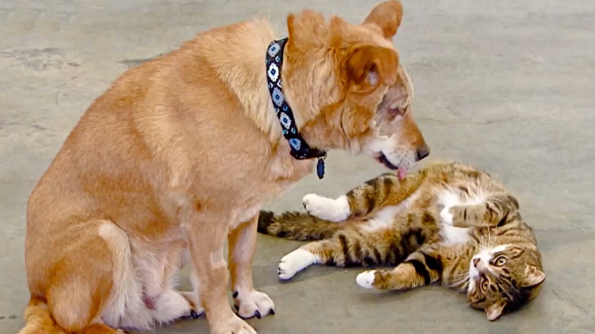 Un chat sert de guide à un chien aveugle, ils ne se quittent jamais