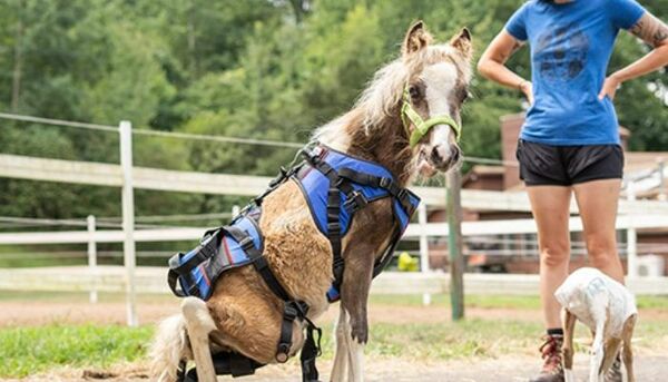 Un cheval né handicapé fait ses premiers galops grâce à un fauteuil roulant adapté