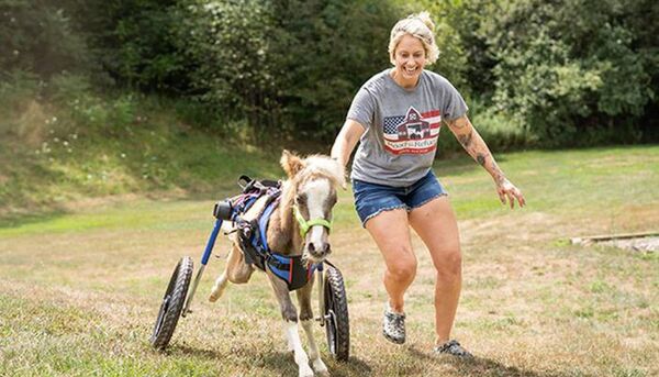 Un cheval né handicapé fait ses premiers galops grâce à un fauteuil roulant adapté