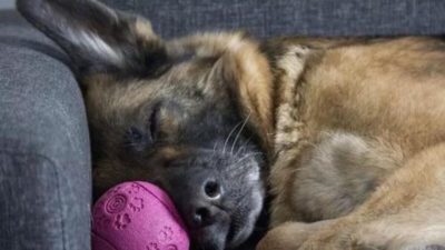 Après 7 ans dans un refuge, ce chien âgé profite enfin d'une belle promenade