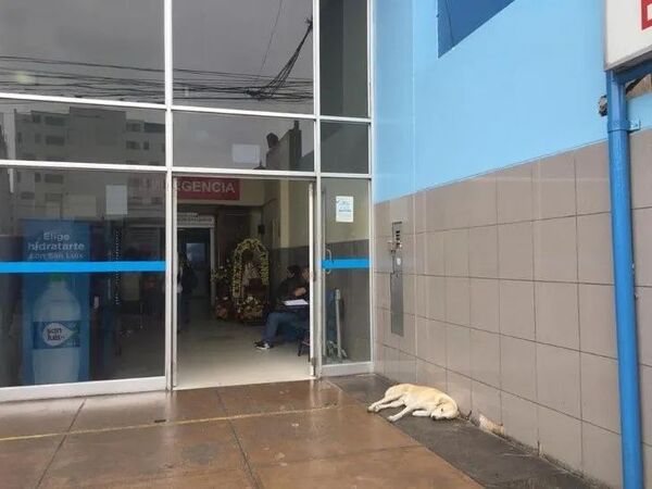 Un chien attend son maître à l'extérieur d'un hôpital, sans savoir qu'il est décédé