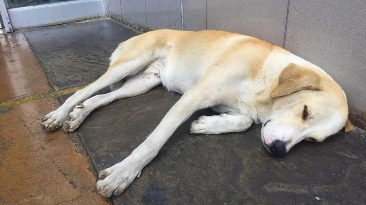 Un chien attend son maître à l'extérieur d'un hôpital, sans savoir qu'il est décédé