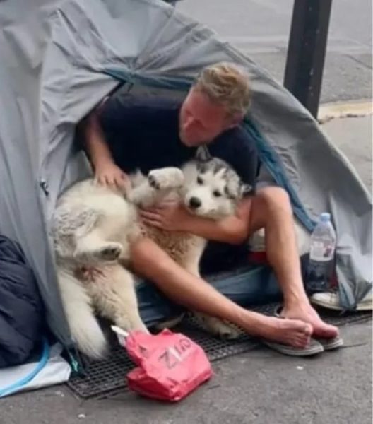 Un chien Husky et son maître se lie d'amitié avec un sans-abri
