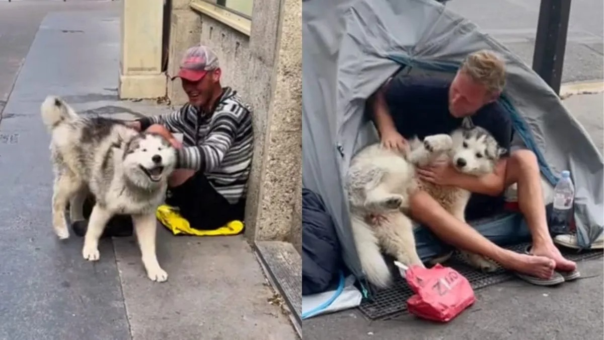 Un chien Husky et son maître se lie d'amitié avec un sans-abri