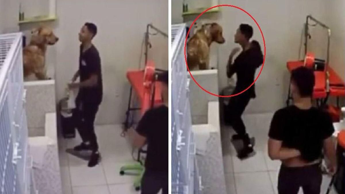 Un employé d'un salon de toilettage pour chiens est filmé, les propriétaires sont sidérés