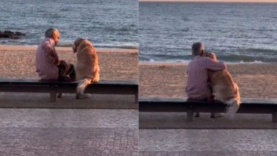 Un homme et son chien Golden Retriever profitent d'un coucher de soleil, une scène émouvante