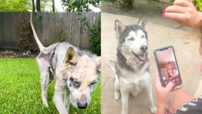 Un chien husky au bord de la mort a été sauvé in extremis
