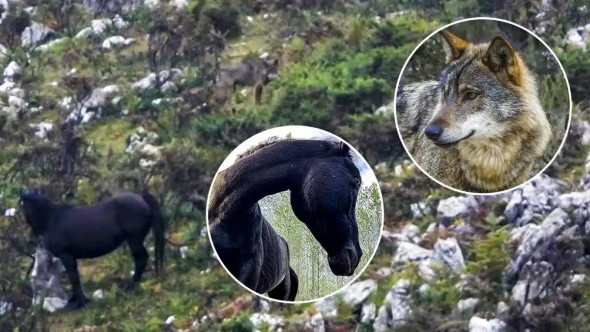 Un loup ibérique tombe nez à nez avec 2 chevaux, une rencontre inédite