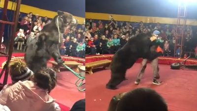 Un ours attaque son dresseur et se jette sur lui en plein spectacle de cirque