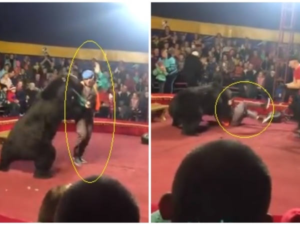 Un ours attaque son dresseur et se jette sur lui en plein spectacle de cirque