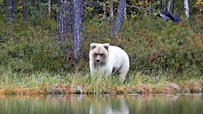 Un ours blanc très rare découvert et pris en photo par un expert du Centre des ressources naturelles