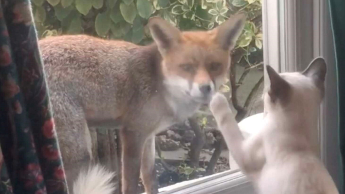 Un renard sauvage se lie d’amitié avec un chaton, incroyable