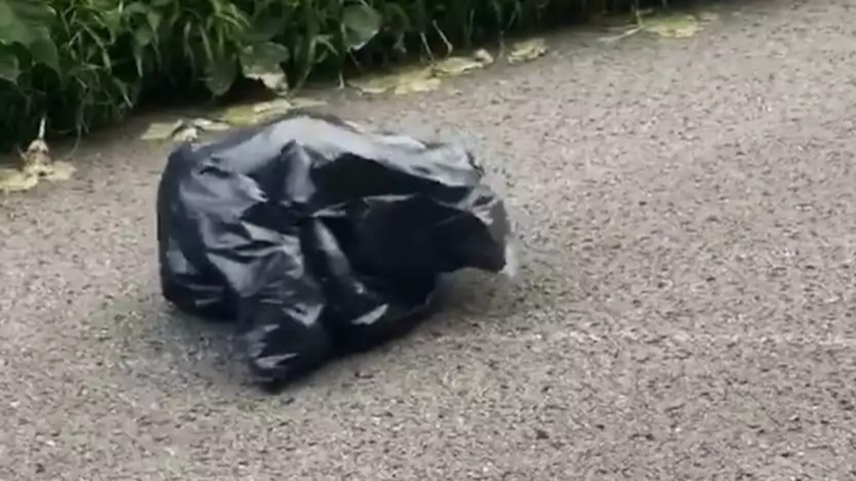 Un sac poubelle bouge sur la route, elle s’approche et fait une découverte inimaginable, un chien !