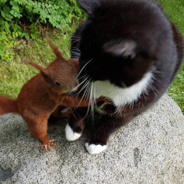 Une chatte devient la mère d’un écureuil orphelin, une histoire incroyable