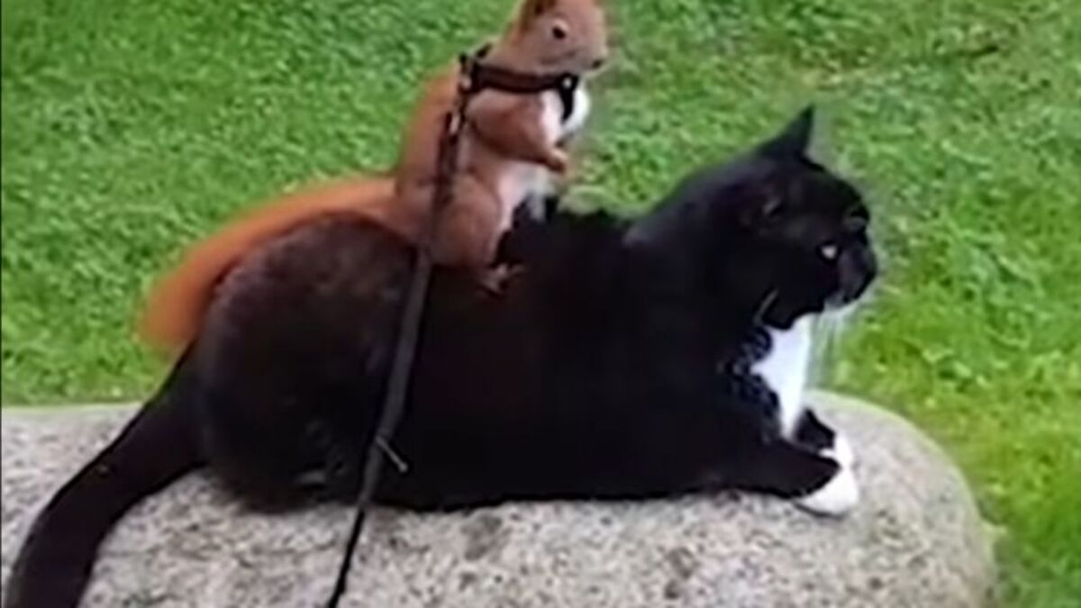 Une chatte devient la mère d’un écureuil orphelin, une histoire incroyable