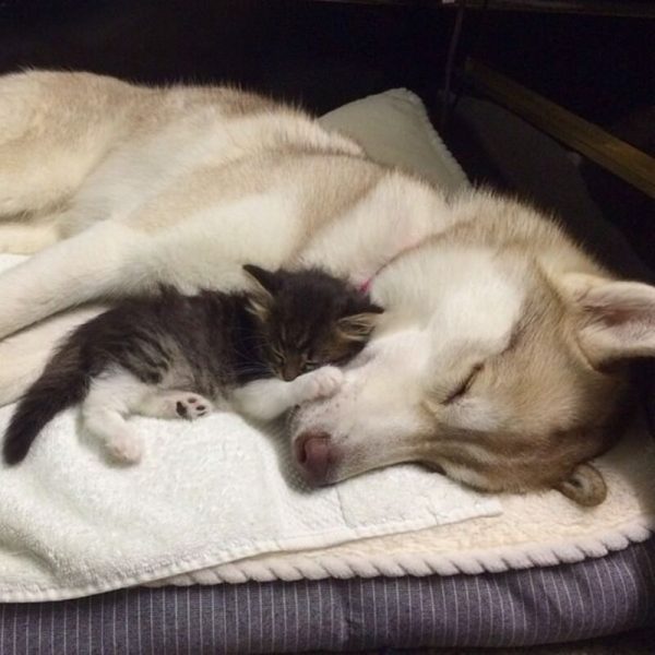 Une chienne sauve la vie d’un chaton et l’adopte !