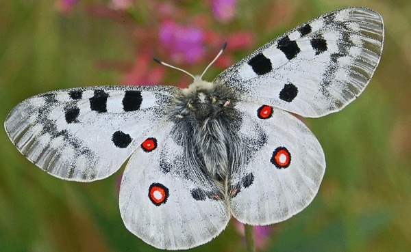 Une extinction de papillon peut déséquilibrer l'ensemble de l'écosystème
