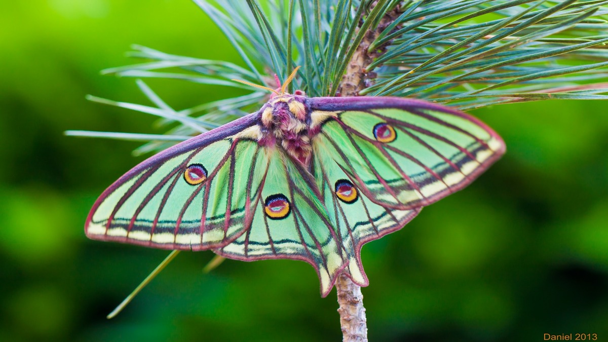 Une extinction de papillon peut déséquilibrer l'ensemble de l'écosystème