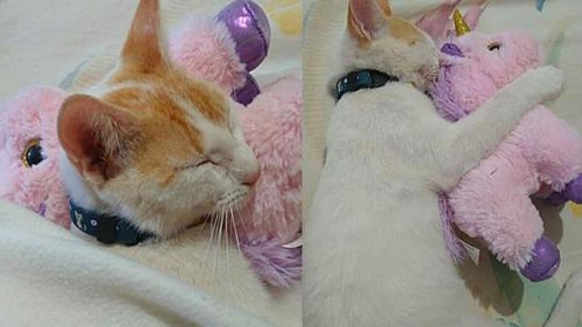 Elle sauve un chaton errant et il ne peut plus dormir sans ses peluches