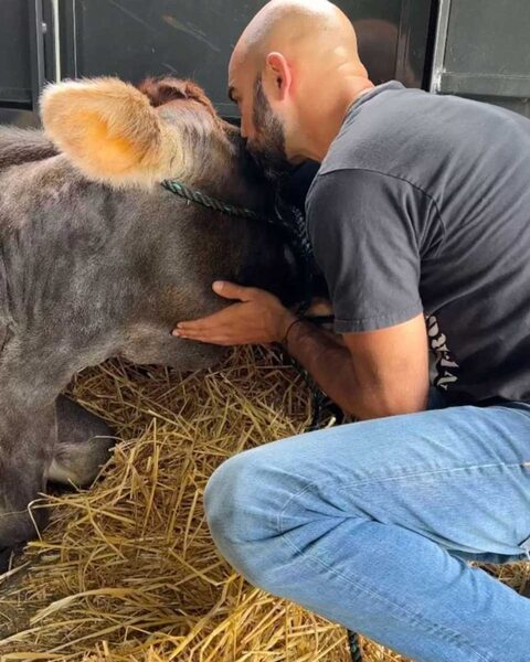 Une vache aveugle n’arrête pas d’embrasser les personnes qui l’ont sauvée