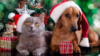 Voici ce que ressentent les animaux de compagnie durant les fêtes de fin d'année