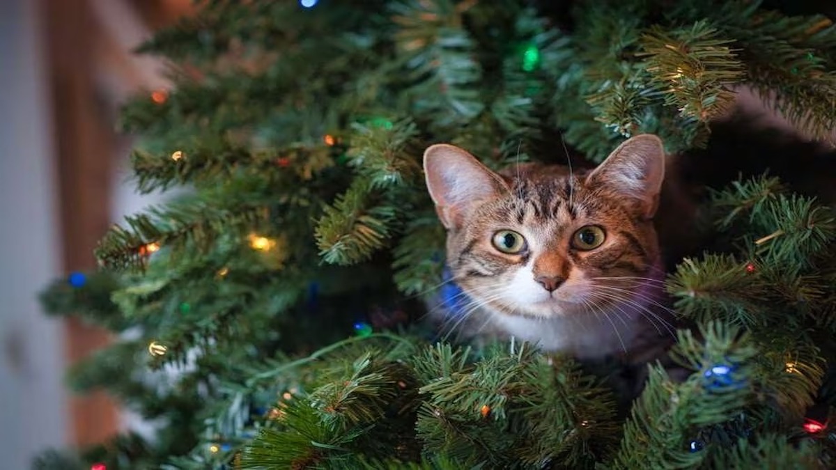 Voici comment empêcher votre chat d'endommager le sapin de Noël