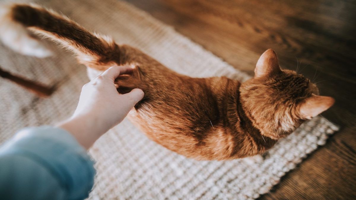 Voici comment les chats communiquent avec leur queue