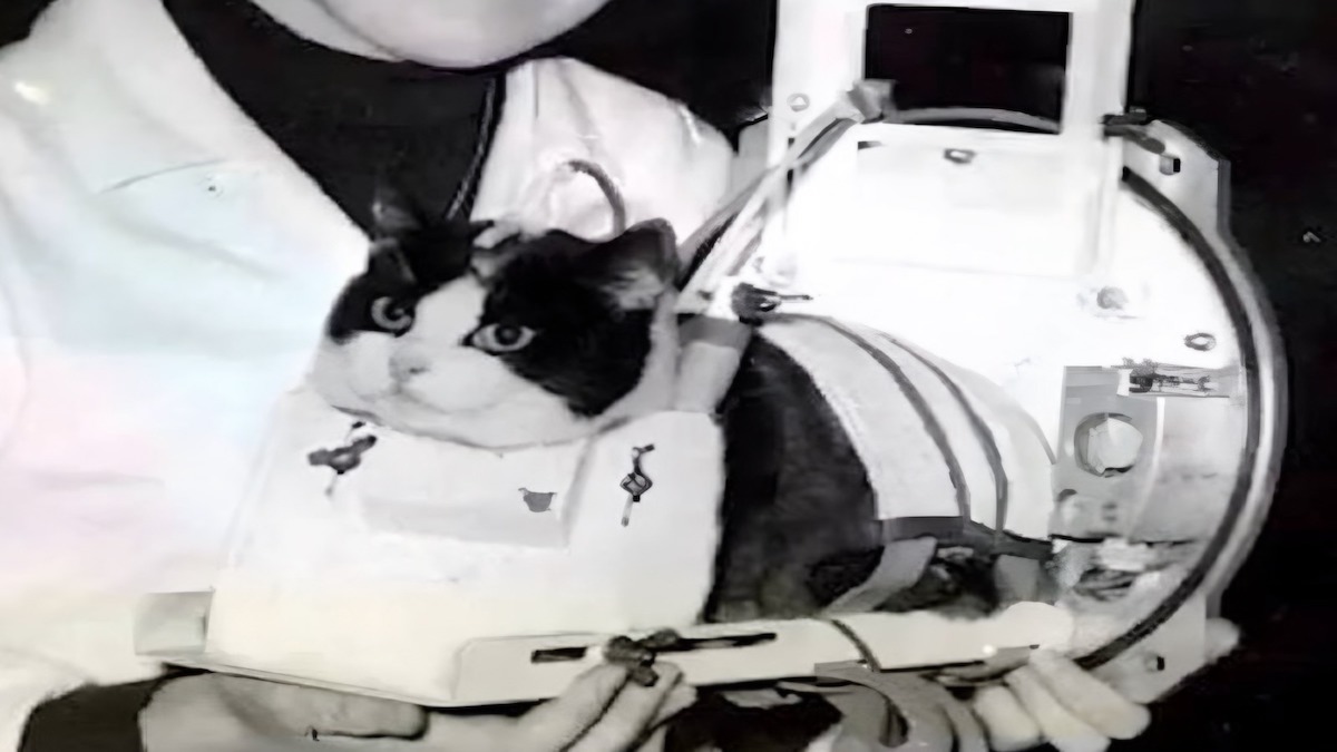 Félicette, 1ère chatte à avoir voyagé dans l'espace et à en être revenue vivante