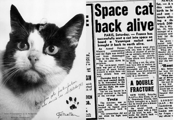 Félicette, 1ère chatte à avoir voyagé dans l'espace et à en être revenue vivante