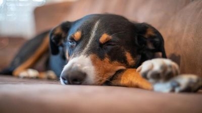 Voici les 3 conseils d’experts pour garder son chien en parfaite santé !