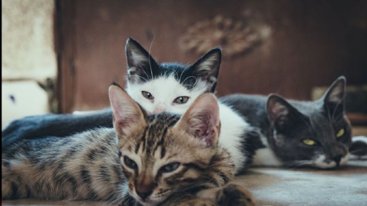 Voici les 5 noms de chats les plus originaux au monde