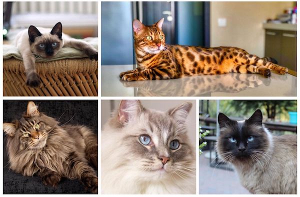 Voici les 5 races de chats les plus intelligentes au monde ; elles surprennent par leur vivacité d'esprit