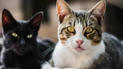 Voici les 5 races de chats les plus intelligentes au monde ; elles surprennent par leur vivacité d'esprit