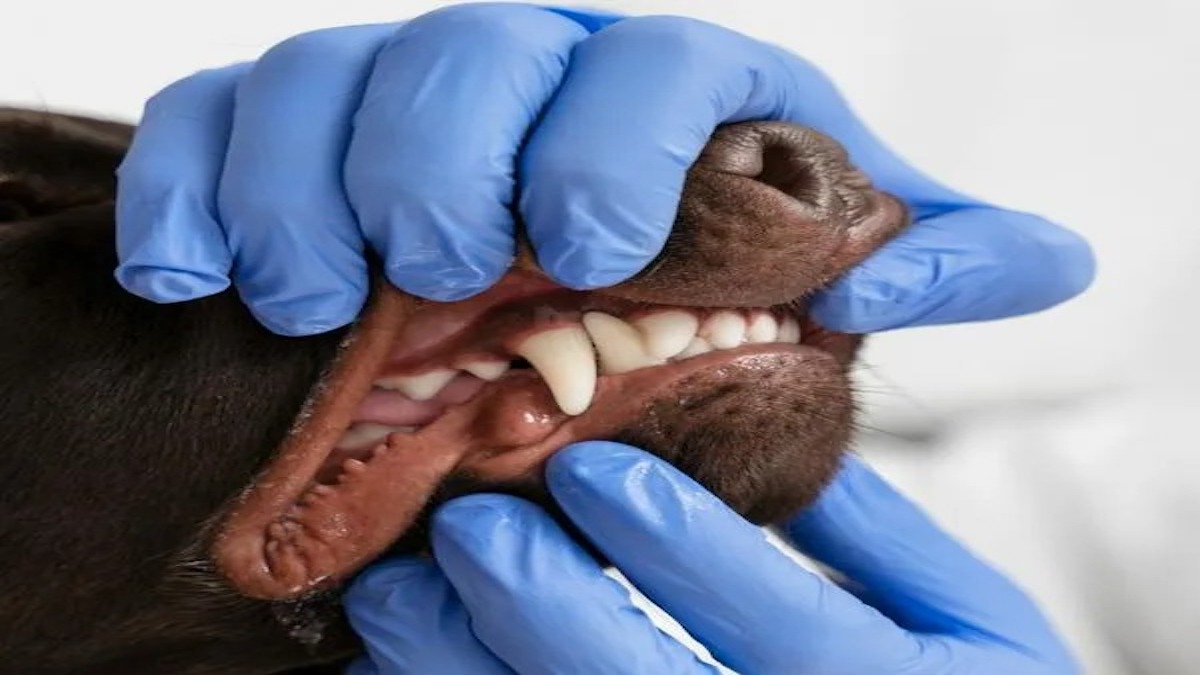 Votre chien a les dents jaunes ? Conseils pour protéger sa santé bucco-dentaire