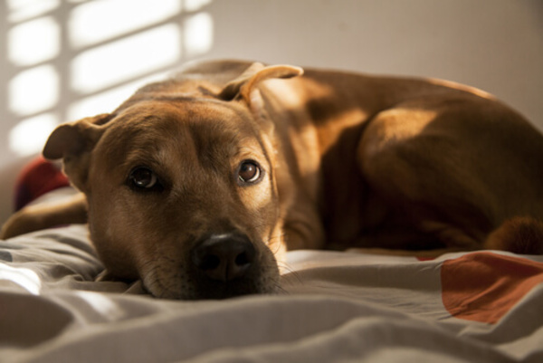 Les chiens et le vertige : les signes révélateurs, les causes et comment les aider