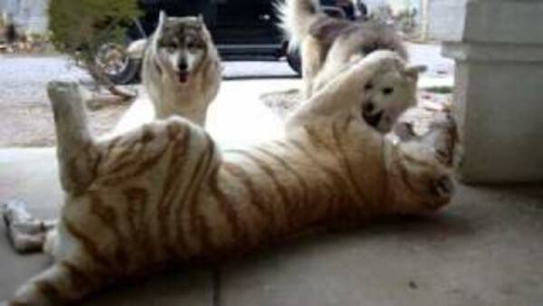 2 chiens Husky jouent avec un tigre la vidéo incroyable fait le tour du monde