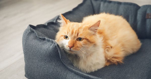 3 raisons importantes pour lesquelles les chats ne devraient jamais sortir de la maison