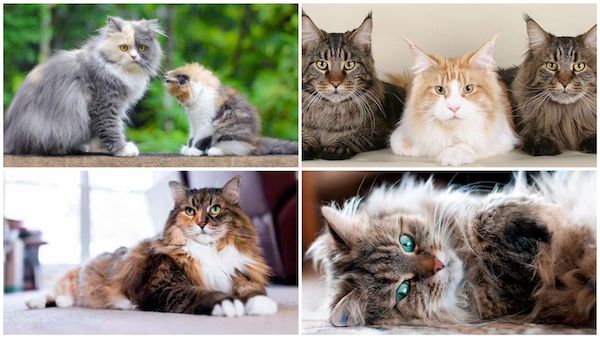 4 races de chats extrêmement poilues et magnifiques
