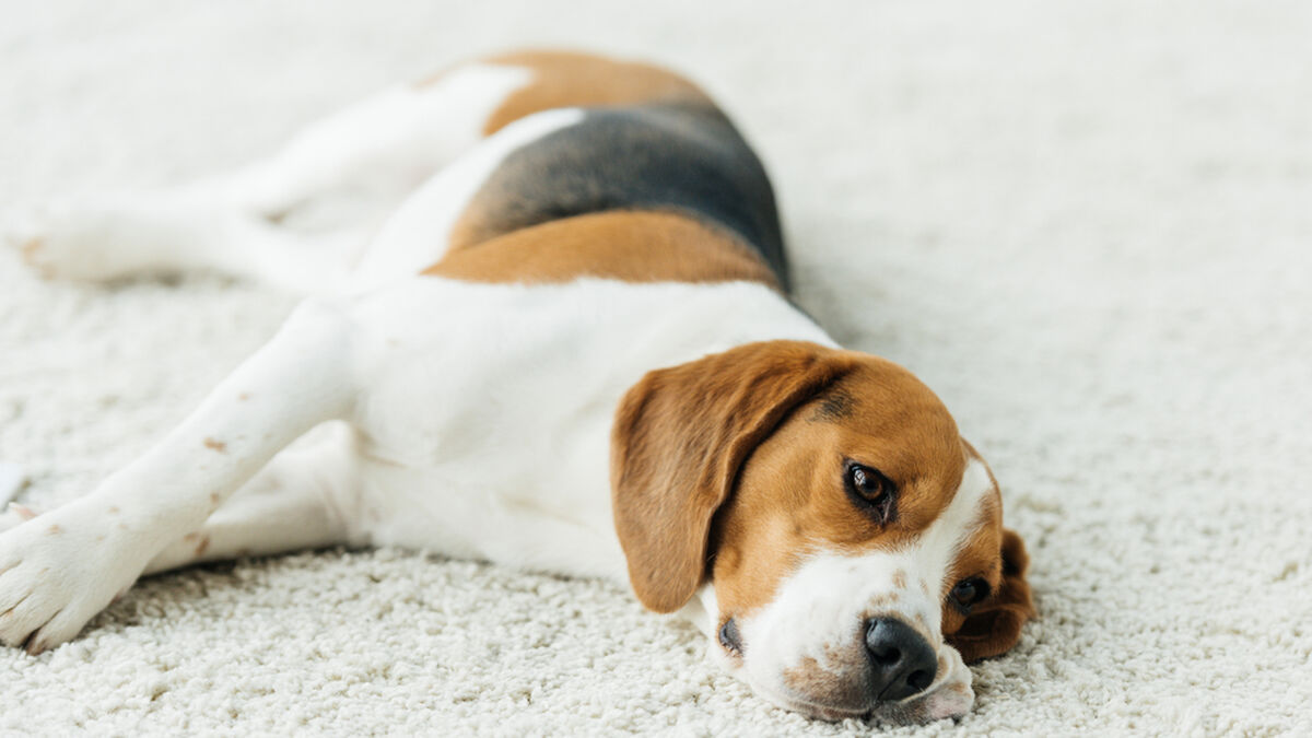 4 signes que votre chien déprime et a besoin d'amour