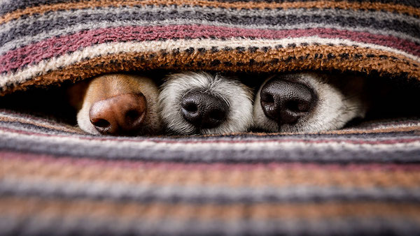 6 comportements que les chiens adoptent lorsqu'ils ont froid
