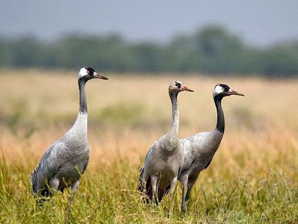 6 oiseaux migrateurs que vous devez connaître