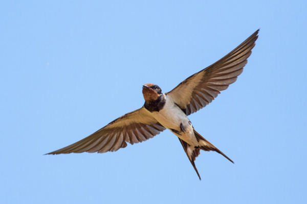 6 oiseaux migrateurs que vous devez connaître