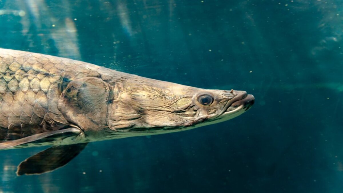 Les 5 plus grands poissons d'eau douce au monde