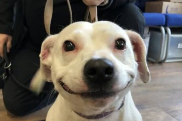 Ce chien a été adopté grâce à son adorable sourire !